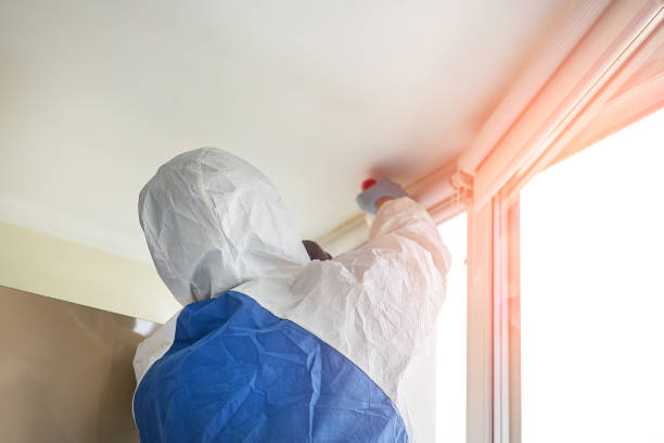 Why You Should Choose Our Mold Remediation Services in Bellingham, WA