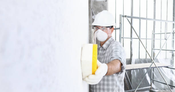 Best Basement Mold Removal in Bellingham, WA